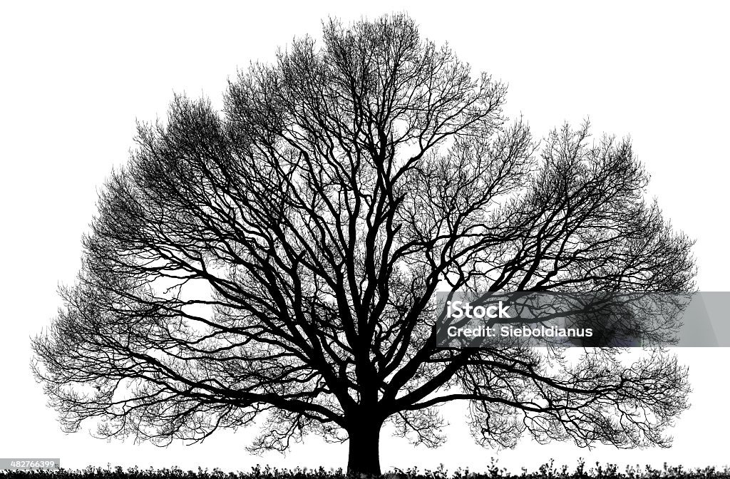 Black Oak Tree (Quercus petraea) isolated on white, high resolution. Black Oak Tree isolated on white in spring, expansive canopy, high resolution. This photo would fit perfect as a background for family tree/ genealogy: the largest file is about 358 megapixel. Family Tree Stock Photo