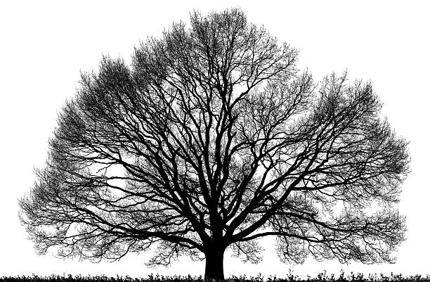 Black Oak Tree (Quercus petraea) isolated on white, high resolution. stock photo