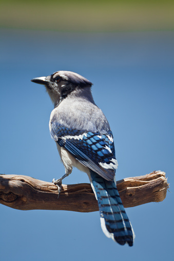 A nice shot of a Blue Jay . The background is natural and smooth. 