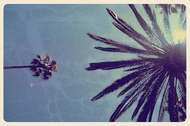 California Palm Trees - Vintage Postcard Retro-styled postcard of California's famous "Washingtonia robusta" palm tree (a species also known as the California fan palm tree) -- found in Hollywood, Santa Monica and Crescent Drive in Beverly Hills. For hundreds of vintage postcards from around the world, click the banner below: fan palm tree photos stock pictures, royalty-free photos & images