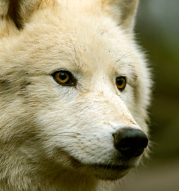 istock Polar wolf in its natural habitat 482766879