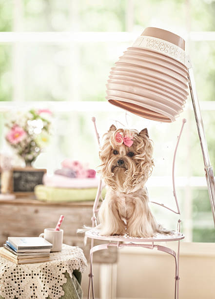istock Yorkshire Terrier Dog Day at the Salon 482766899