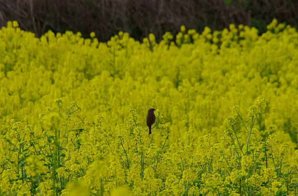Sparrow in rapeseedfield
