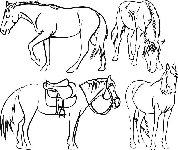 Vector illustration of Horse's sketches