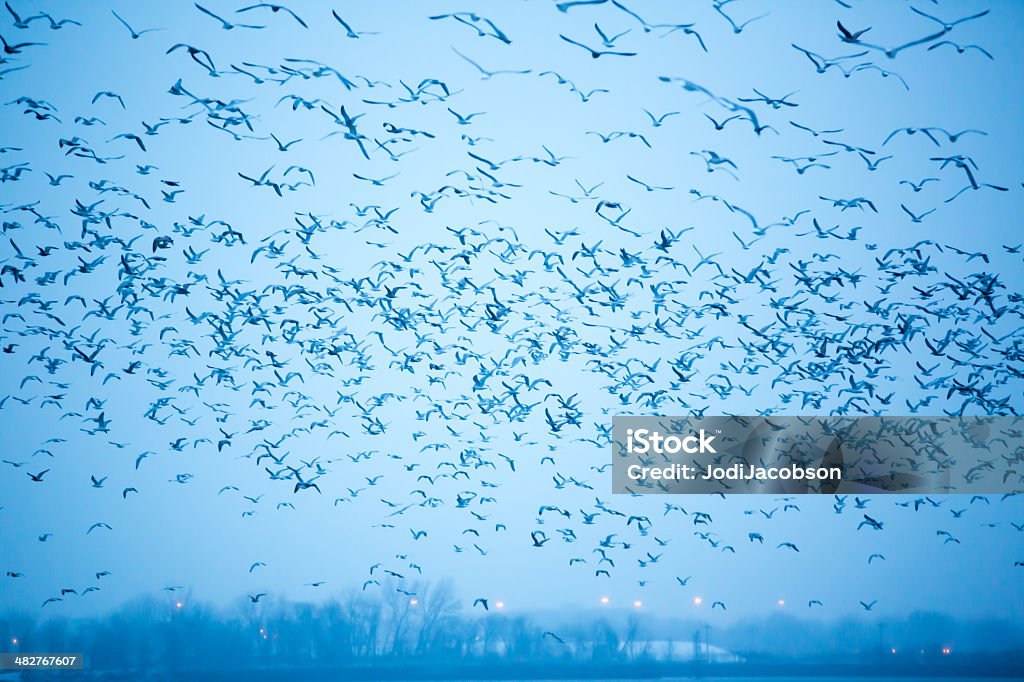 Grupo de mar gulls voar no Céu - Royalty-free Animal selvagem Foto de stock