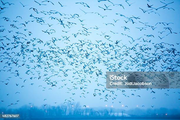 Grupo De Mar Gulls Voar No Céu - Fotografias de stock e mais imagens de Animal selvagem - Animal selvagem, Ao Ar Livre, Ao lado