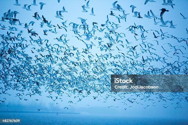 그룹 바다빛 Gulls 플라잉 In The Sky 0명에 대한 스톡 사진 및 기타 이미지 - 0명, 가까운, 갈매기