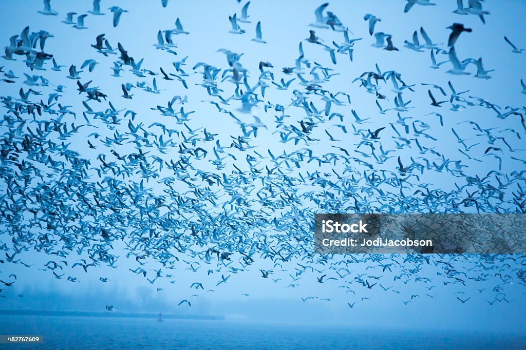 Grupa Morze gulls lecące w niebo - Zbiór zdjęć royalty-free (Bez ludzi)