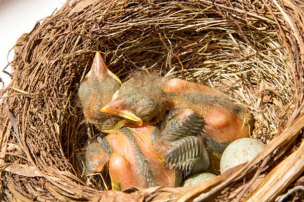 istock small Blackbirds just leave the egg in the nest 482767905