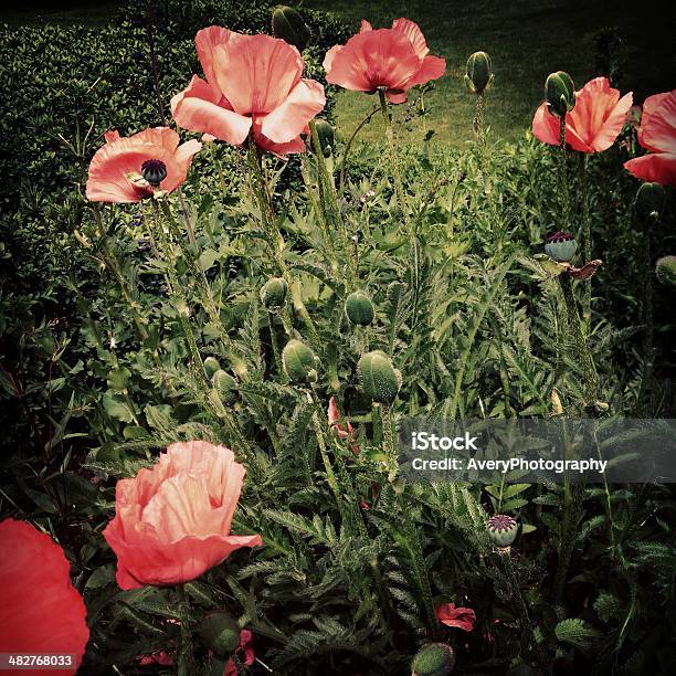 Pink Poppies Stock Photo - Download Image Now - Agricultural Field, Blossom, Bud