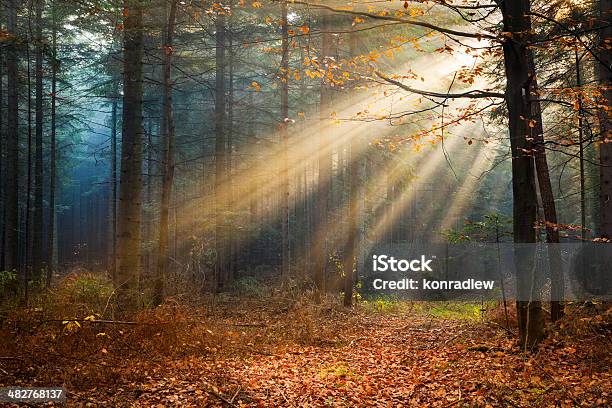 Photo libre de droit de Automne Forêt Brumeusesoleil Du Matin Brille banque d'images et plus d'images libres de droit de Arbre - Arbre, Automne, Bois