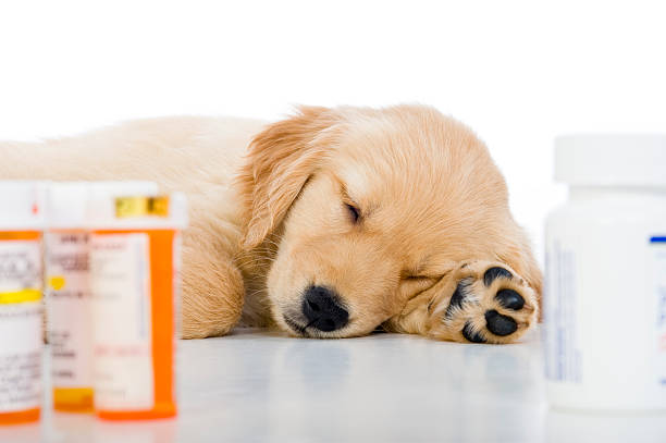 sick golden retriever cachorro dormitorio con frascos de medicamento - perro botella fotografías e imágenes de stock