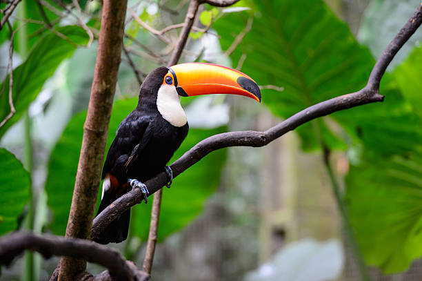 istock Toucan, National park Iguazu, Brazil 482768543