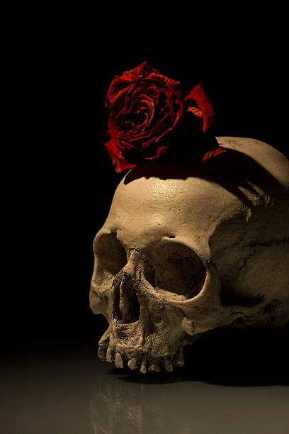 istock Antique human skull with dying rose 482768615