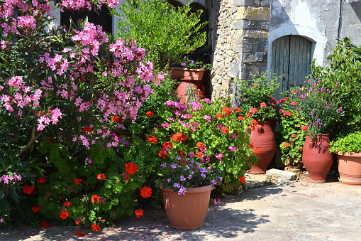 Plant pots with flowers and an oleander in Greece in Sissi on Crete.