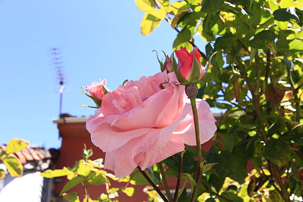 istock beautiful pink roses in the garden 482769077