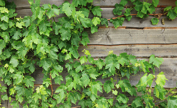 istock New vine leaves on old wooden wall 482769133