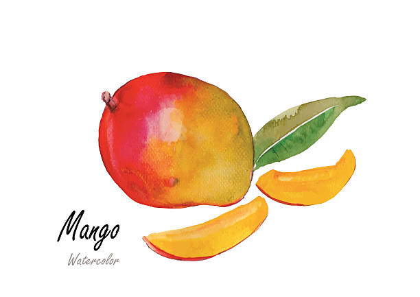 Mango.Hand drawn watercolor painting .Vector illustration Mango.Hand drawn watercolor painting on white background .Vector illustration mango fruit drawing stock illustrations