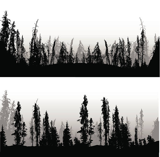 mountain pine forest - burned tree stock-grafiken, -clipart, -cartoons und -symbole