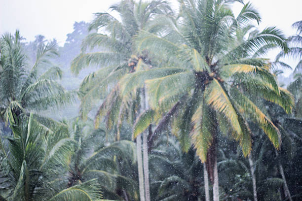 istock green coconut trees in the rain 482770694
