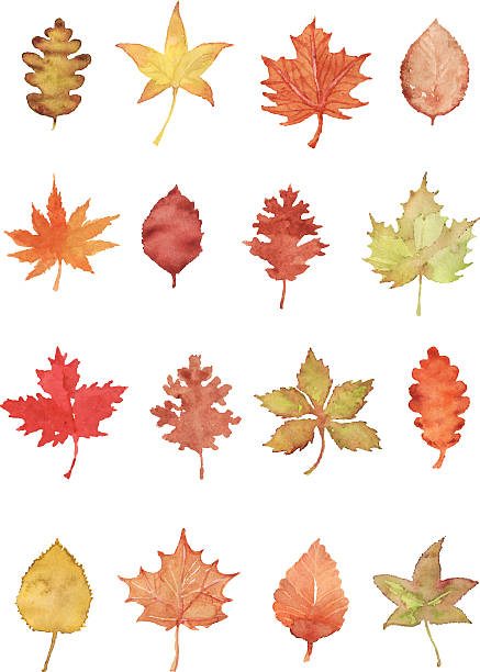 ilustraciones, imágenes clip art, dibujos animados e iconos de stock de hojas de otoño - orange sauce