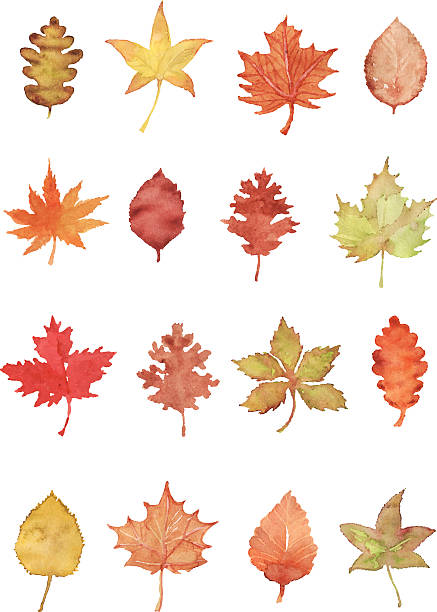 추절 잎 - chestnut tree leaf tree white background stock illustrations