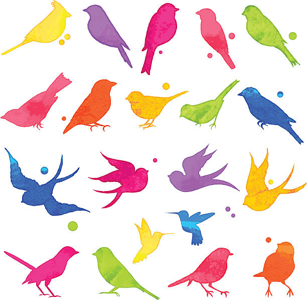 ilustrações de stock, clip art, desenhos animados e ícones de coleção de vetores de silhuetas de pássaros de aguarela brilhante - perching