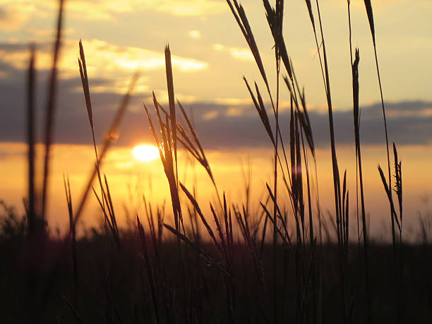 istock Sun Over Field of Minnesota Prairie Grass 482771342