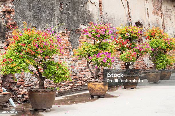 Bougainvillea Stock Photo - Download Image Now - 2015, Architecture, Beauty