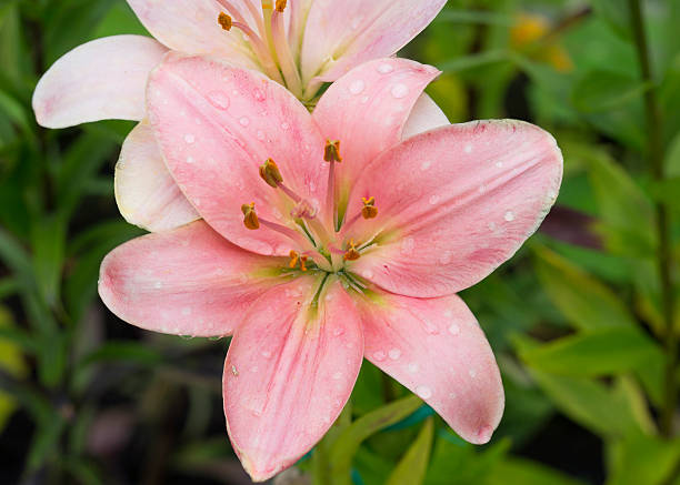 Mother-of-pearl-pink Lily This delicate Lily nice pink color charms many with her charming beauty. long stamened stock pictures, royalty-free photos & images