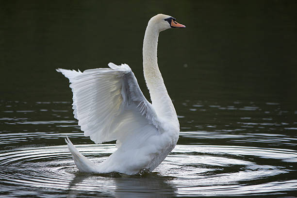 istock Beautiful wild bird swan 482778264