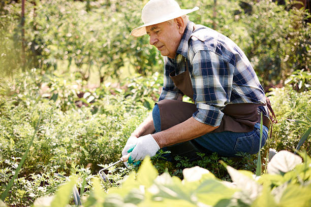 istock Senior man caring about vegetable garden 482779510