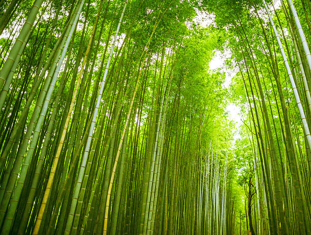 istock Bamboo groove forest in Arashiyama Japan 482779690