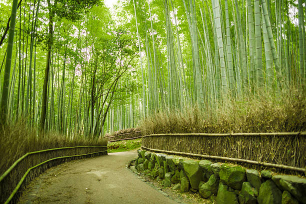 istock Bamboo groove forest in Arashiyama Japan 482779694