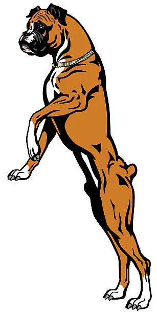 Vector illustration of boxer dog