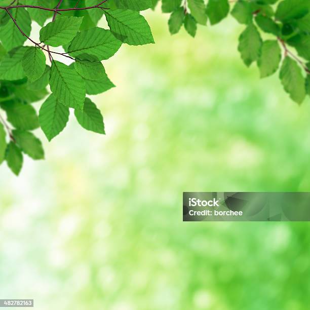 Grüne Blätter Stockfoto und mehr Bilder von Ast - Pflanzenbestandteil - Ast - Pflanzenbestandteil, Baum, Bildhintergrund