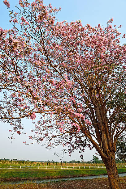 istock Pink flowers Tabebuia rosea blossom 482782965