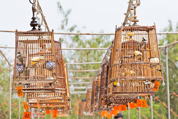 Red-whiskered bulbul sound competitions in thailand