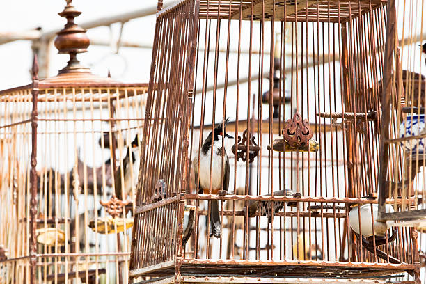 Red-whiskered bulbul sound competitions in thailand