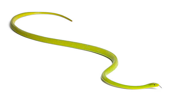 istock Eastern green mamba  - Dendroaspis angusticeps, poisonous, white background 482784121