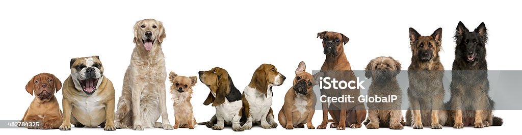 Gruppe von Hunden vor weißem Hintergrund sitzen - Lizenzfrei Hund Stock-Foto