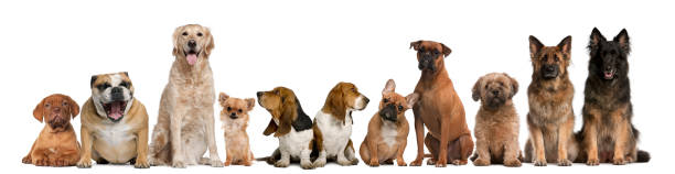 istock Group of dogs sitting against white background 482784325