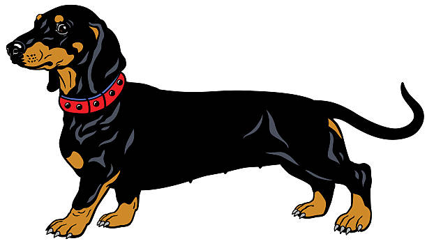black jamnik - dachshund dog white background hunting dog stock illustrations