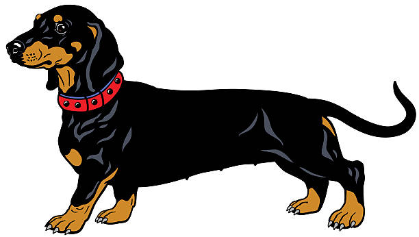 ilustrações de stock, clip art, desenhos animados e ícones de preto dachshund - dachshund dog white background hunting dog