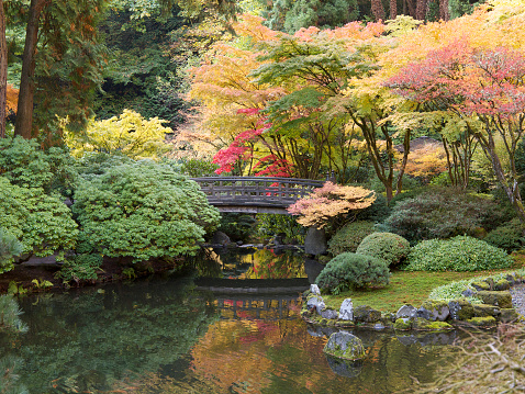 A Fall day looking into colorful trees and a pond at the Portland Japanese Garden. The Strolling pond is in the picture. Reflections of the maple trees can be seen in the pond. A footbridge is in the background. Koi can be seen in the foreground if looking closely. This is located in the Pacific Northwest in in Portland, Oregon. I am a Photographer level member of the Portland Japanese Garden as required by the Garden for Commercial use of photos.