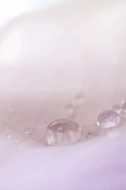istock waterdrops on petal. Water Drop Pink Macro waterdrop Nature 482784633