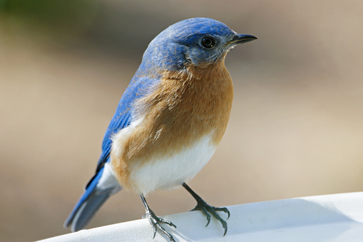 A male bluebird perches on a sunny day with spring soon to come.