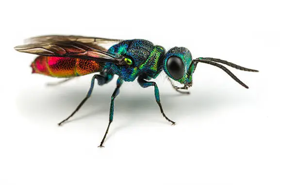 Chrysis - Ruby-tailed Wasp - on a white background