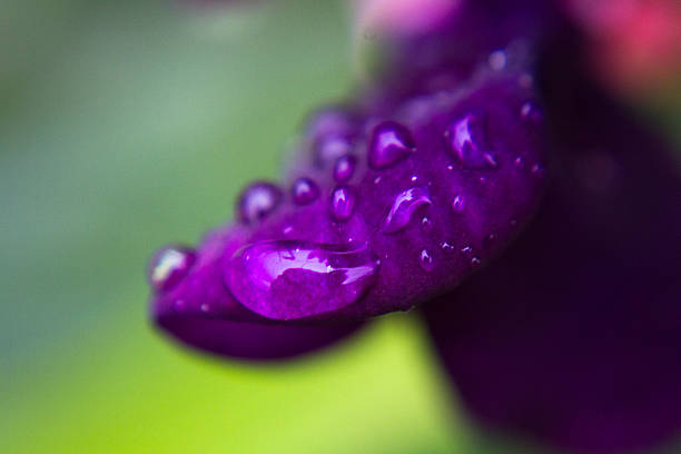 istock macro dew drops on purple flower petal 482785342