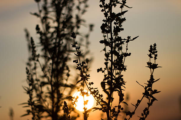 istock Sepia effect evening sun contours field plants 482785344